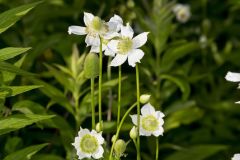 Tall Thimbleweed, Anemone virginiana Tall Thimbleweed, Anemone virginiana