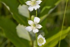 Tall Thimbleweed, Anemone virginiana