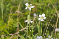 Tall Thimbleweed, Anemone virginiana Tall Thimbleweed, Anemone virginiana