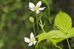 Tall Thimbleweed, Anemone virginiana Tall Thimbleweed, Anemone virginiana