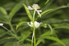 Tall Thimbleweed, Anemone virginiana Tall Thimbleweed, Anemone virginiana