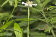 Tall Thimbleweed, Anemone virginiana Tall Thimbleweed, Anemone virginiana