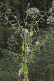Tall Thistle, Cirsium altissimum