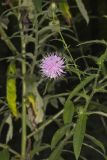 Tall Thistle, Cirsium altissimum