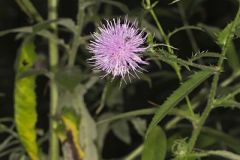 Tall Thistle