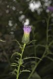 Tall Thistle, Cirsium altissimum