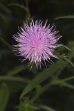 Tall Thistle, Cirsium altissimum