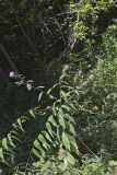 Tall Thistle, Cirsium altissimum