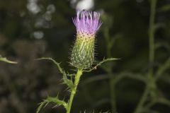 Tall Thistle, Cirsium altissimum