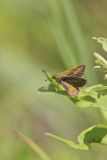 Tawny-edged Skipper, Polites themistocles