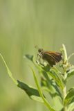 Tawny-edged Skipper, Polites themistocles