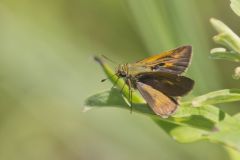 Tawny-edged Skipper, Polites themistocles