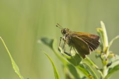 Tawny-edged Skipper, Polites themistocles