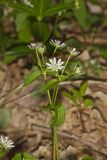 Tennessee Starwort, Stellaria corei