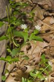 Tennessee Starwort, Stellaria corei