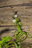 Tennessee Starwort, Stellaria corei