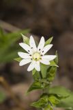 Tennessee Starwort, Stellaria corei