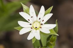 Tennessee Starwort