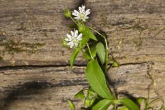 Tennessee Starwort, Stellaria corei