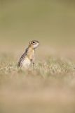 Thirteen- lined Ground Squirrel, Ictidomys tridecemlineatus