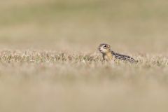 Thirteen- lined Ground Squirrel, Ictidomys tridecemlineatus