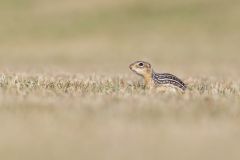 Thirteen- lined Ground Squirrel, Ictidomys tridecemlineatus
