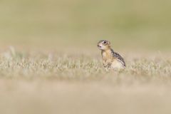 Thirteen- lined Ground Squirrel, Ictidomys tridecemlineatus