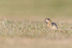 Thirteen- lined Ground Squirrel, Ictidomys tridecemlineatus