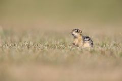 Thirteen- lined Ground Squirrel, Ictidomys tridecemlineatus