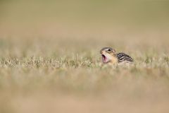 Thirteen- lined Ground Squirrel, Ictidomys tridecemlineatus