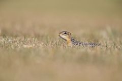 Thirteen- lined Ground Squirrel, Ictidomys tridecemlineatus