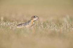Thirteen- lined Ground Squirrel, Ictidomys tridecemlineatus