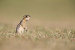 Thirteen- lined Ground Squirrel, Ictidomys tridecemlineatus