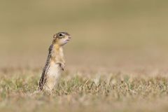 Thirteen- lined Ground Squirrel, Ictidomys tridecemlineatus