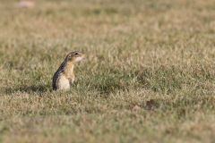 Thirteen- lined Ground Squirrel, Ictidomys tridecemlineatus