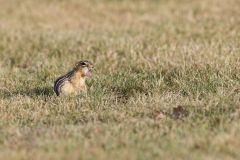 Thirteen- lined Ground Squirrel, Ictidomys tridecemlineatus
