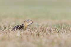 Thirteen- lined Ground Squirrel, Ictidomys tridecemlineatus