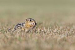 Thirteen- lined Ground Squirrel, Ictidomys tridecemlineatus