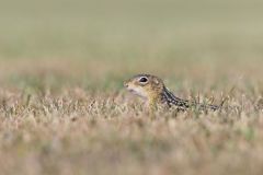 Thirteen- lined Ground Squirrel, Ictidomys tridecemlineatus