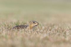 Thirteen- lined Ground Squirrel, Ictidomys tridecemlineatus