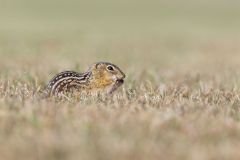Thirteen- lined Ground Squirrel, Ictidomys tridecemlineatus