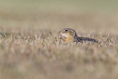 Thirteen- lined Ground Squirrel, Ictidomys tridecemlineatus