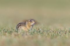 Thirteen- lined Ground Squirrel, Ictidomys tridecemlineatus