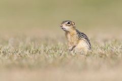 Thirteen- lined Ground Squirrel, Ictidomys tridecemlineatus