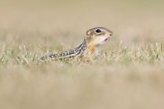 Thirteen- lined Ground Squirrel, Ictidomys tridecemlineatus