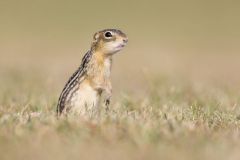 Thirteen- lined Ground Squirrel, Ictidomys tridecemlineatus