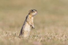 Thirteen- lined Ground Squirrel, Ictidomys tridecemlineatus