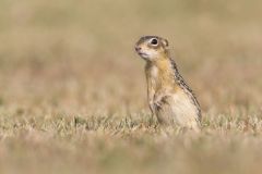 Thirteen- lined Ground Squirrel, Ictidomys tridecemlineatus