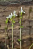 Three Bird Orchid, Triphora trianthophora