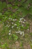 Three Bird Orchid, Triphora trianthophora